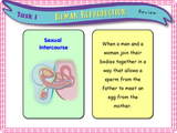 Human Reproduction - Sex and Genitalia