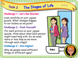 The Human Life Cycle - KS1/Year 2