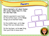 The Human Life Cycle - KS1/Year 2