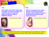 Parenting, Pregnancy + Brain Development RSHE PSHE Lesson