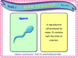 Human Reproduction - Sex and Genitalia