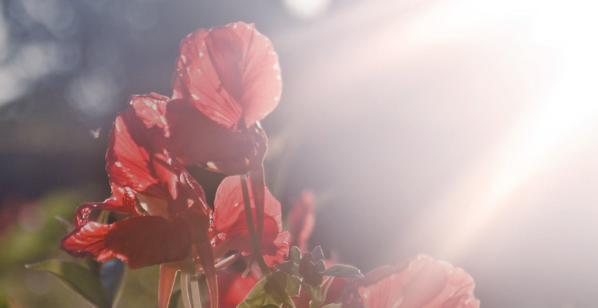 Remembrance Day: What are really remembering?