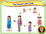 The Human Life Cycle - KS1/Year 2