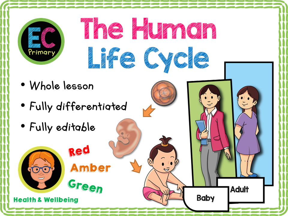 The Human Life Cycle - KS1/Year 2