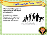 The Human Life Cycle - KS1/Year 2