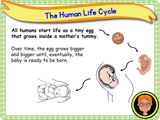 The Human Life Cycle - KS1/Year 2