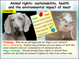 Animal Rights Lesson